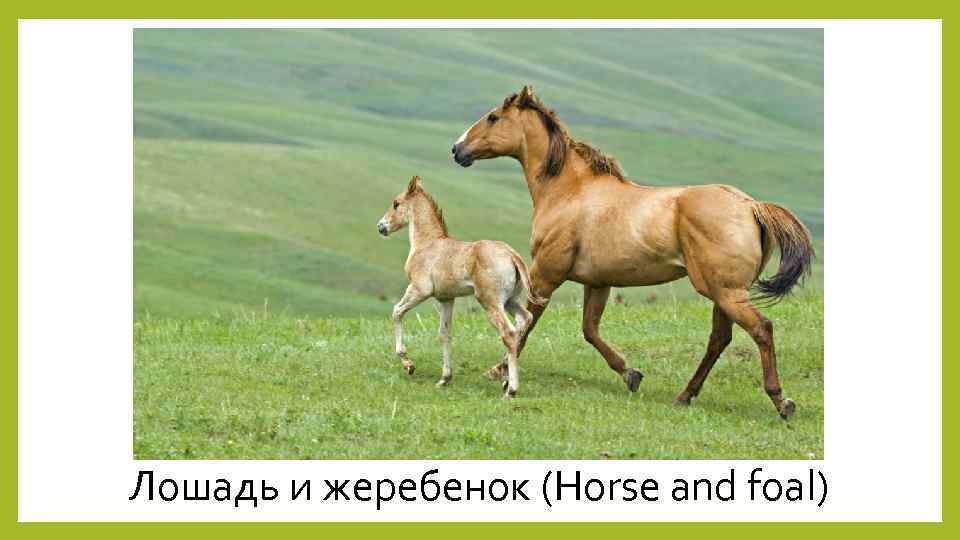 Лошадь и жеребенок (Horse and foal) 