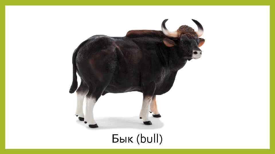 Бык (bull) 
