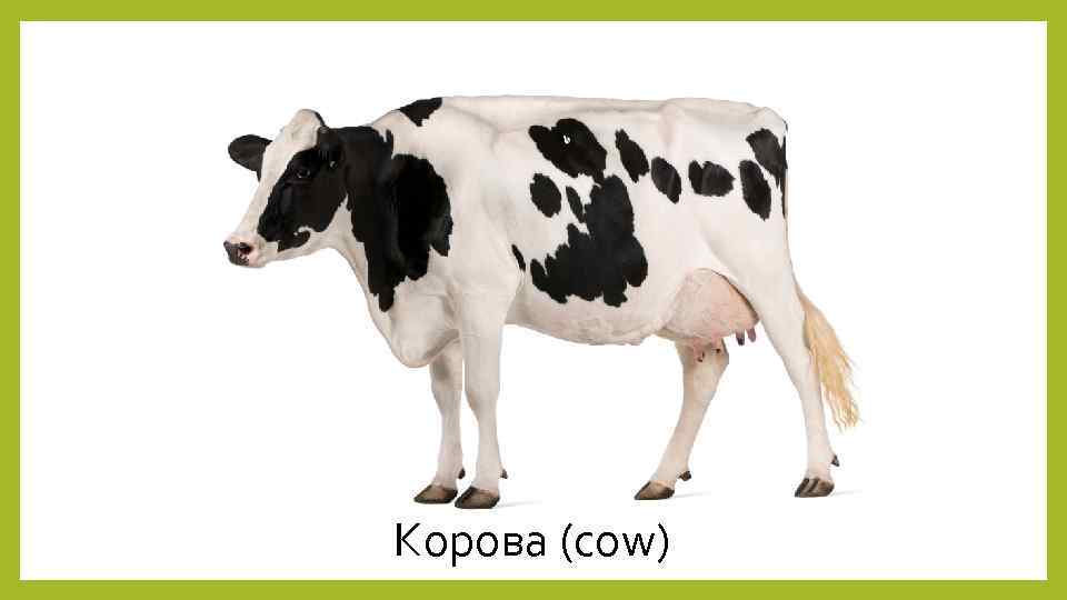 Корова (cow) 