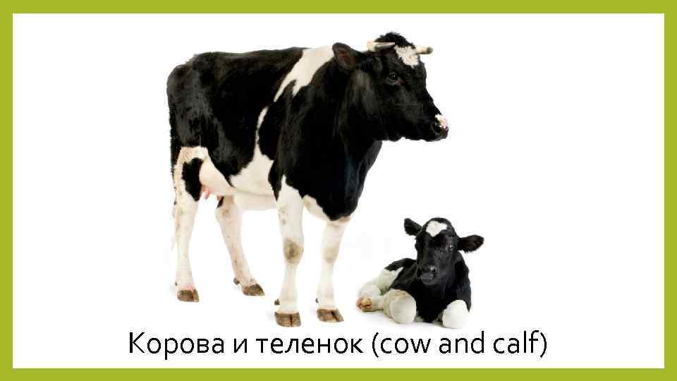 Корова и теленок (cow and calf) 