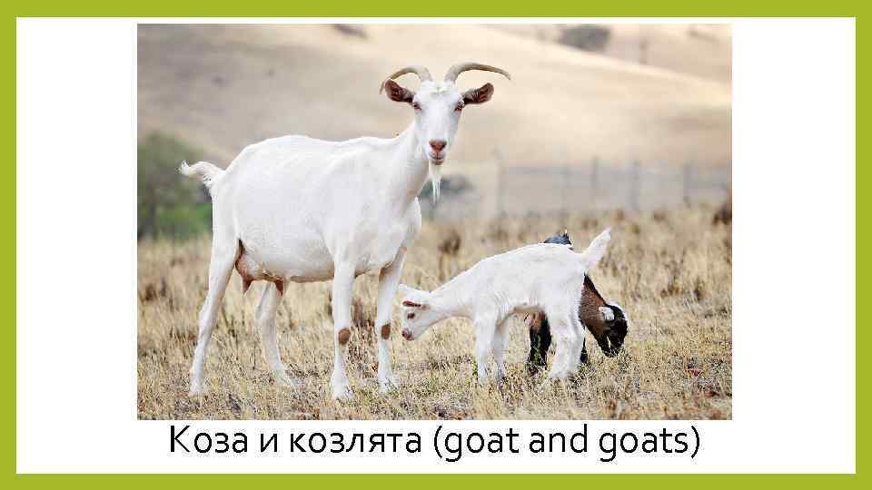 Коза и козлята (goat and goats) 