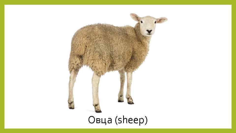 Овца (sheep) 