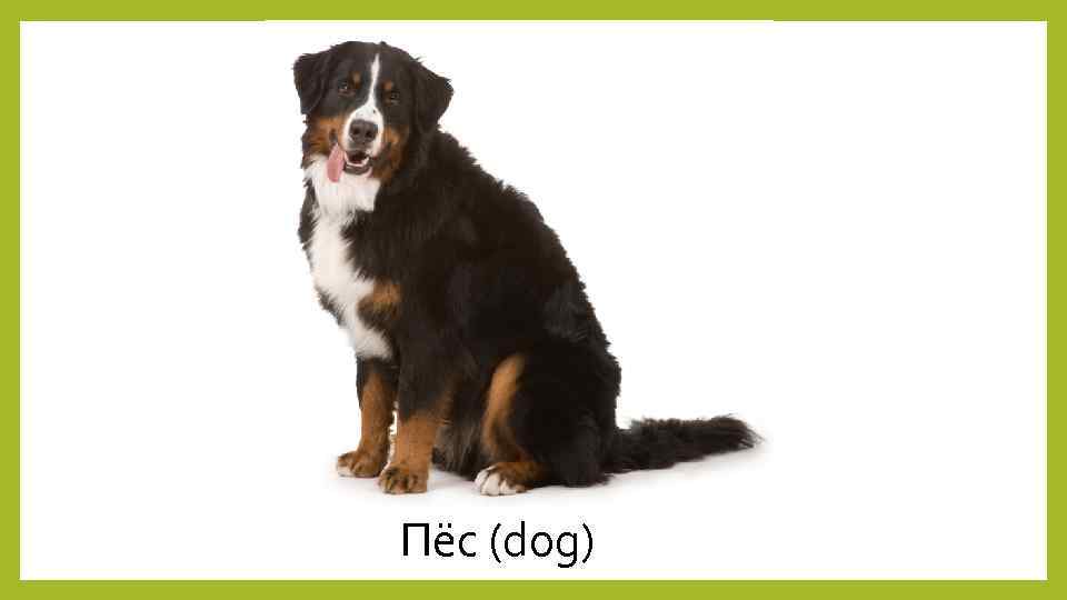 Пёс (dog) 