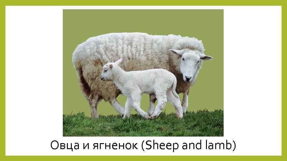 Овца и ягненок (Sheep and lamb) 
