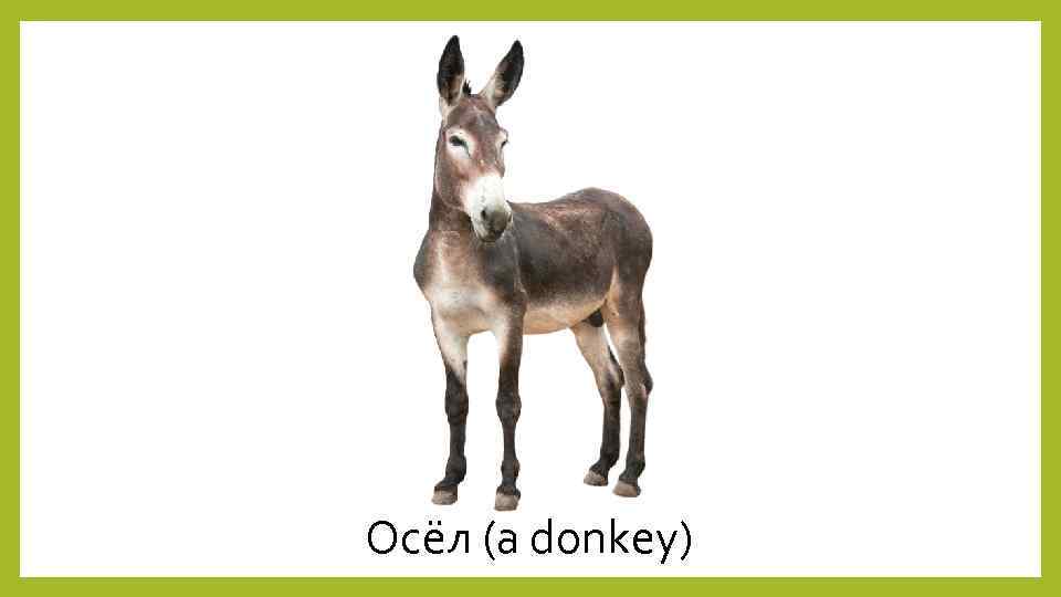 Осёл (a donkey) 