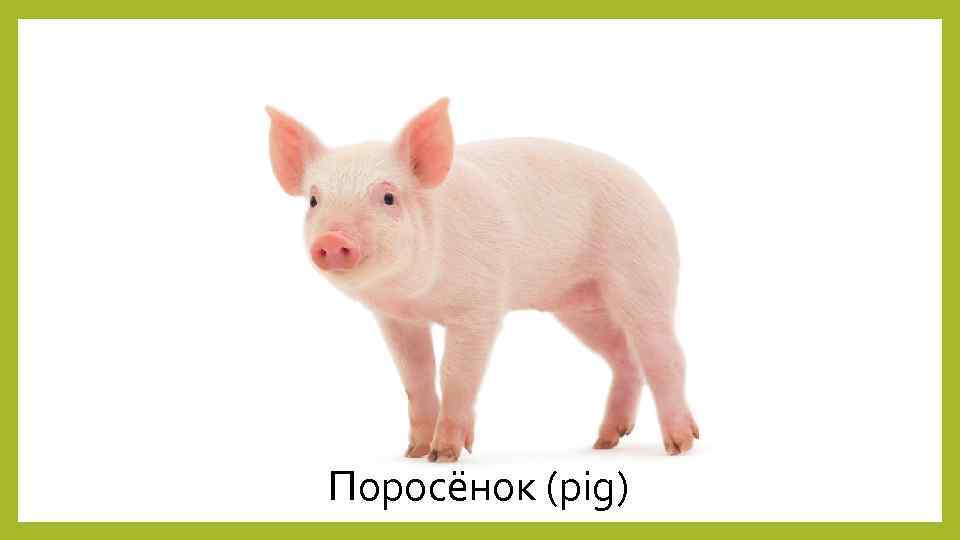 Поросёнок (pig) 