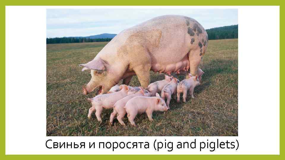 Свинья и поросята (pig and piglets) 