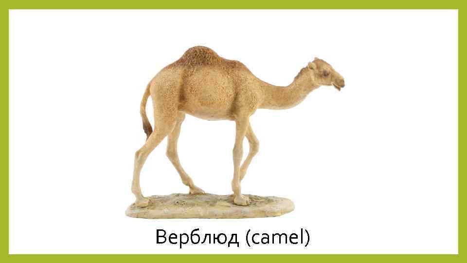 Верблюд (camel) 