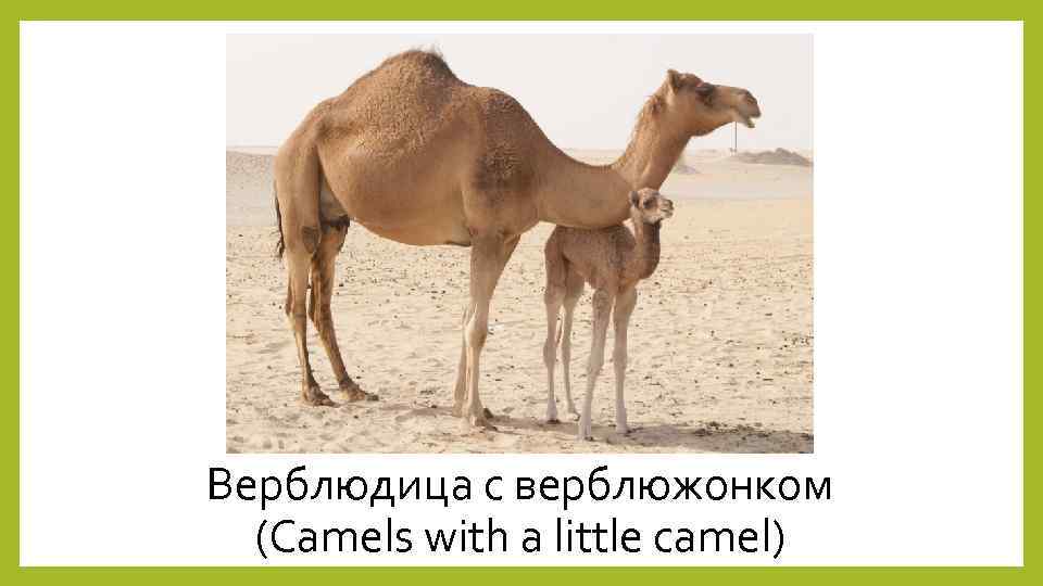 Верблюдица с верблюжонком (Camels with a little camel) 
