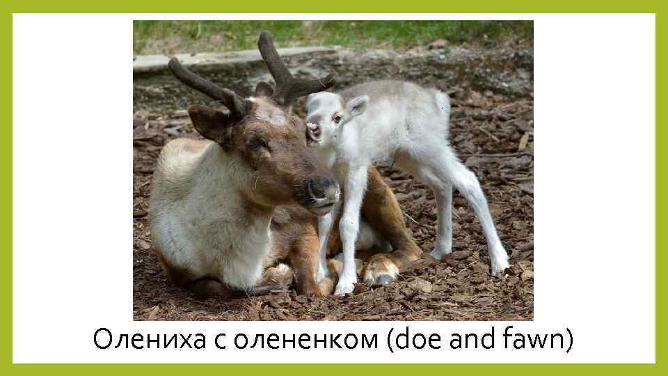 Олениха с олененком (doe and fawn) 