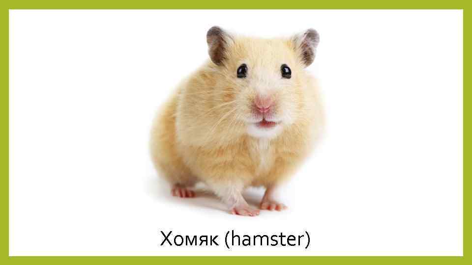 Хомяк (hamster) 
