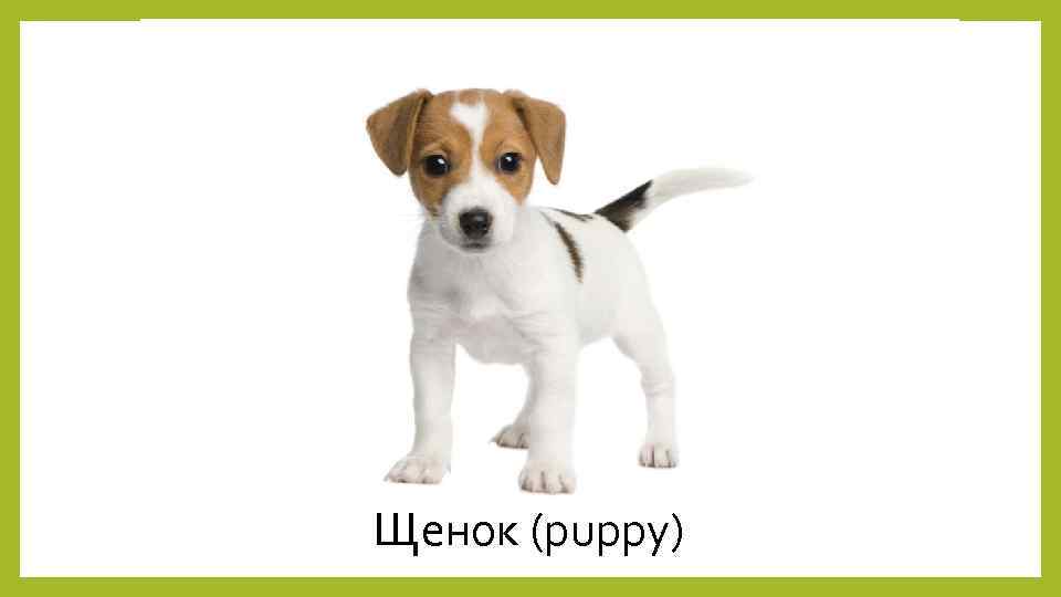 Щенок (puppy) 