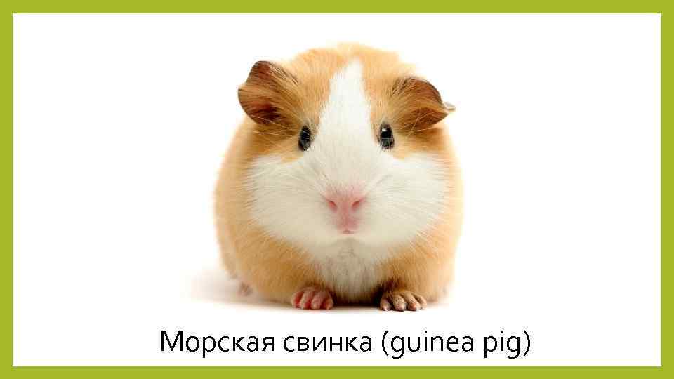 Морская свинка (guinea pig) 