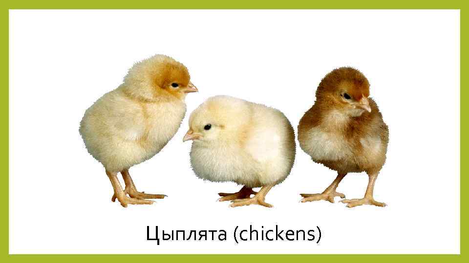 Цыплята (chickens) 