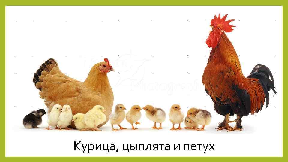 Курица, цыплята и петух 