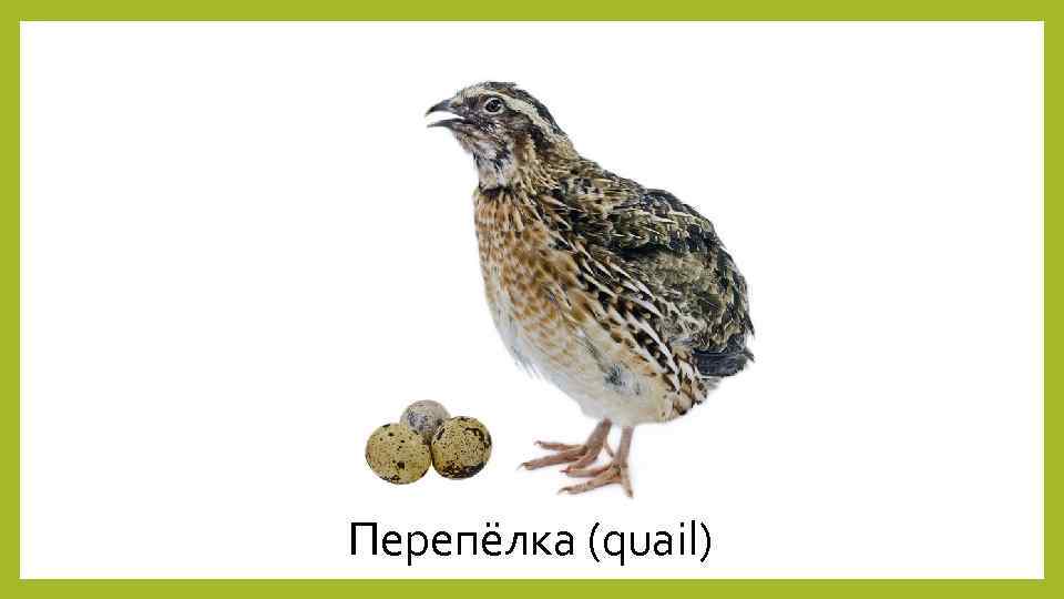 Перепёлка (quail) 