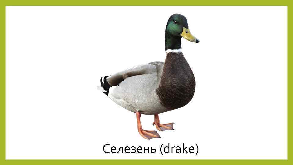 Селезень (drake) 