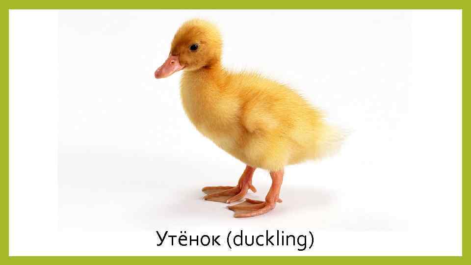 Утёнок (duckling) 