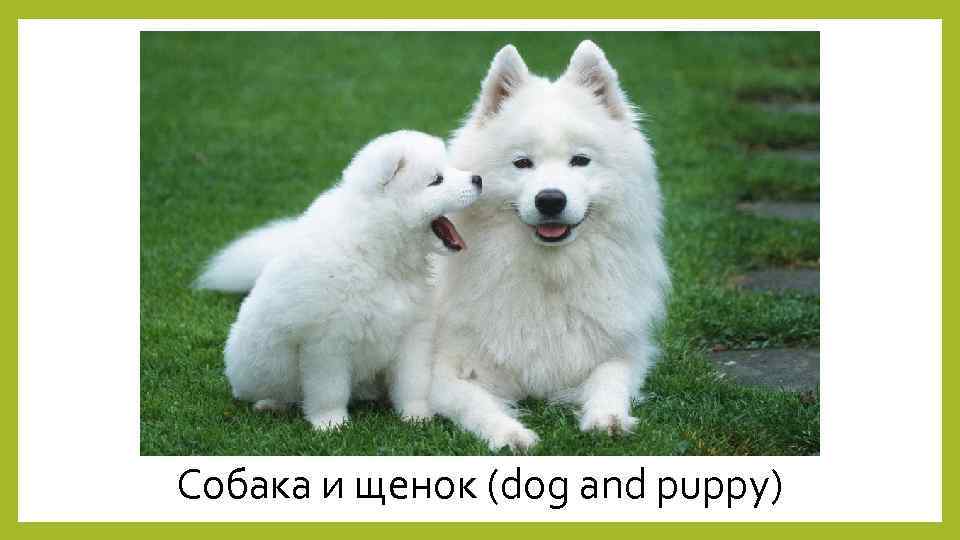 Собака и щенок (dog and puppy) 