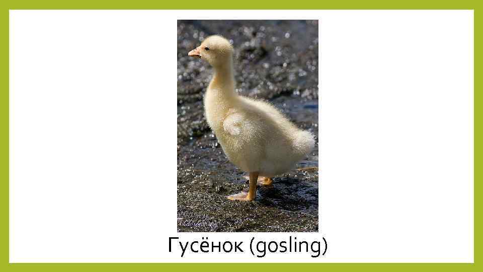 Гусёнок (gosling) 