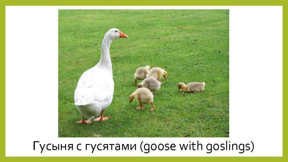 Гусыня с гусятами (goose with goslings) 