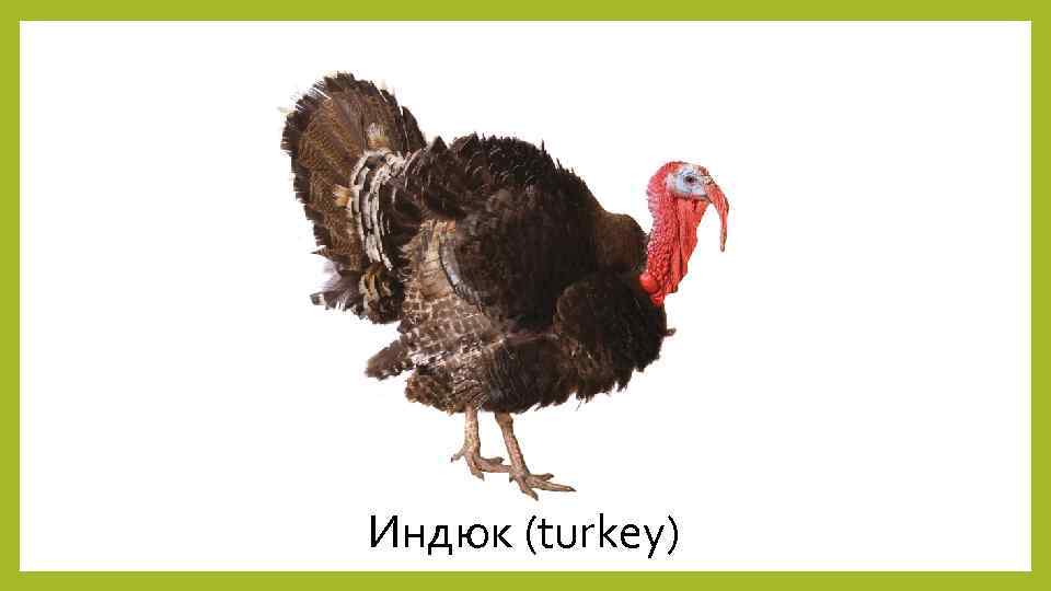 Индюк (turkey) 