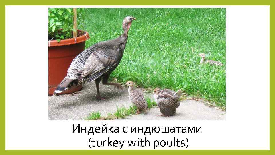 Индейка с индюшатами (turkey with poults) 