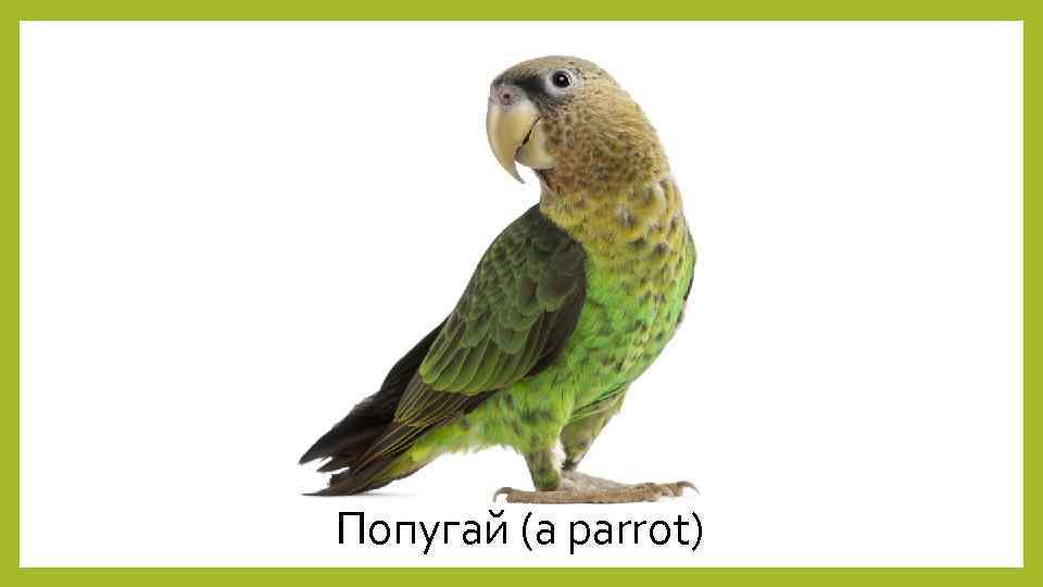 Попугай (a parrot) 
