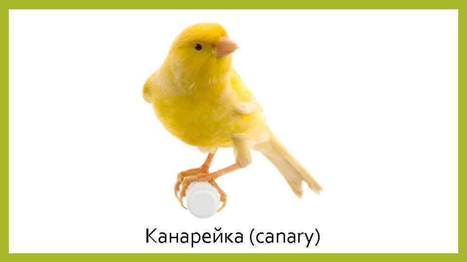 Канарейка (canary) 