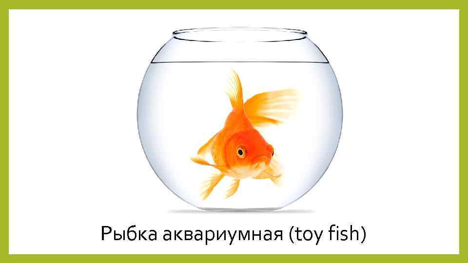 Рыбка аквариумная (toy fish) 