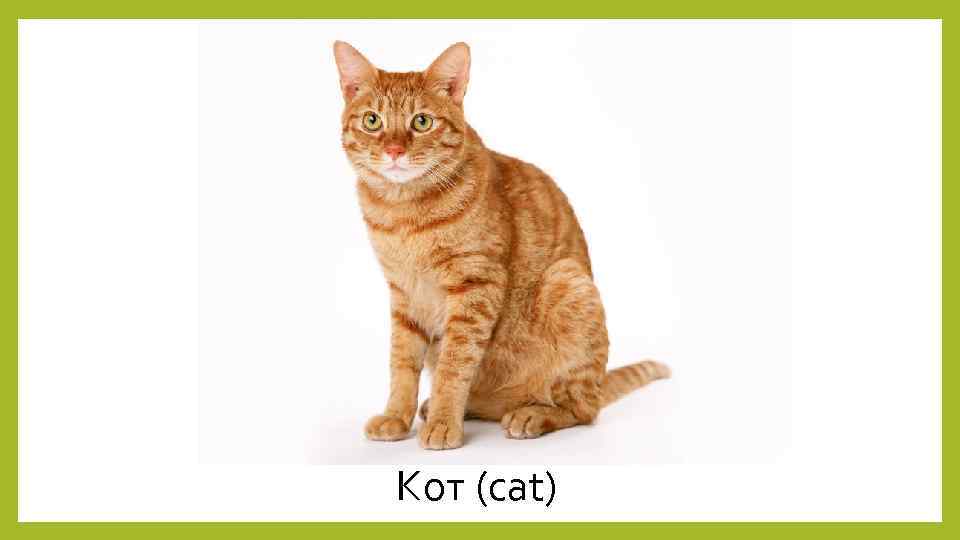 Кот (cat) 
