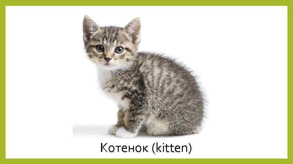 Котенок (kitten) 