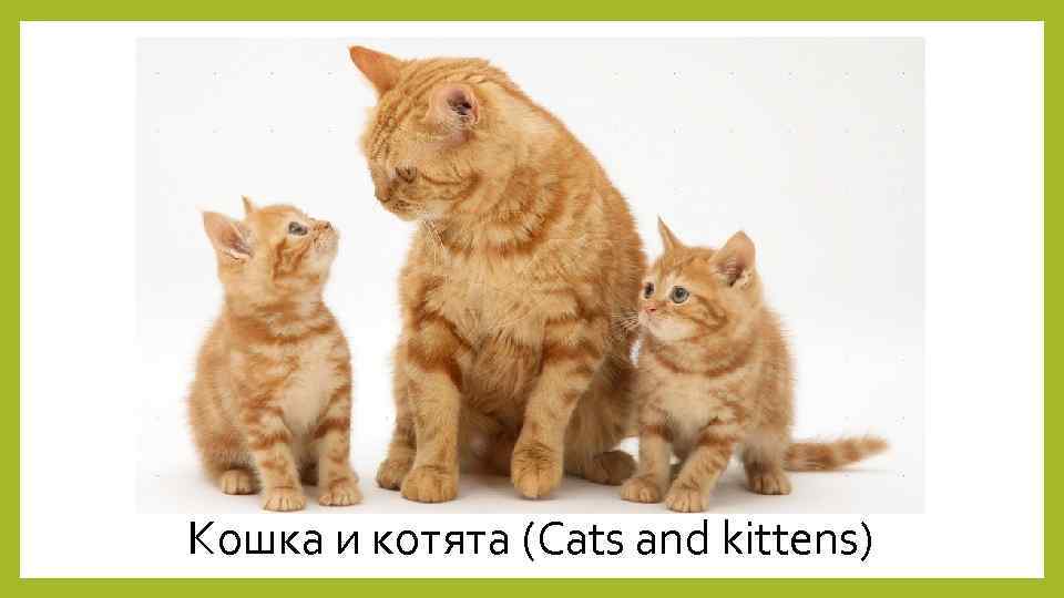 Кошка и котята (Cats and kittens) 