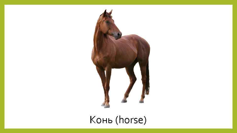 Конь (horse) 