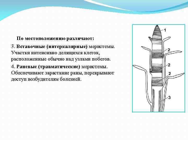 План на тему морфология