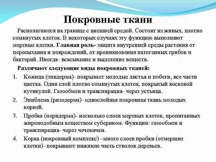 Покровные ткани Располагаются на границе с внешней средой. Состоят из живых, плотно сомкнутых клеток.