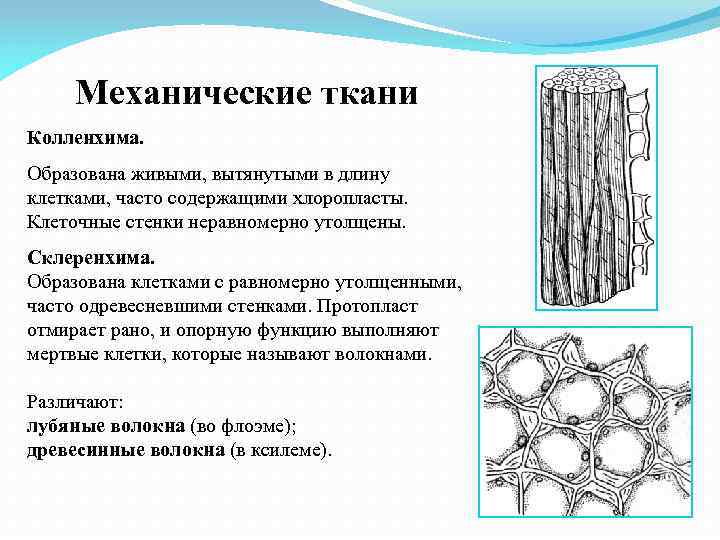 Образовательная ткань механическая ткань