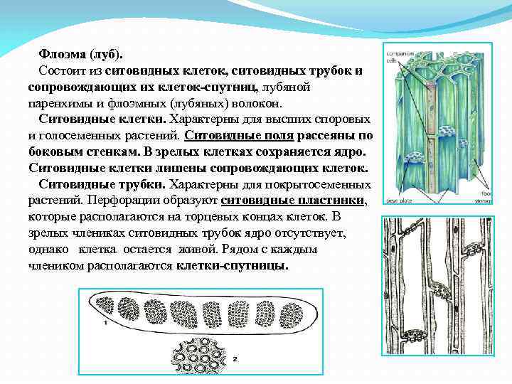 Ситовидные трубки функции