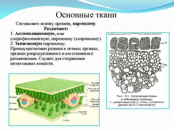 Основная ткань рисунок