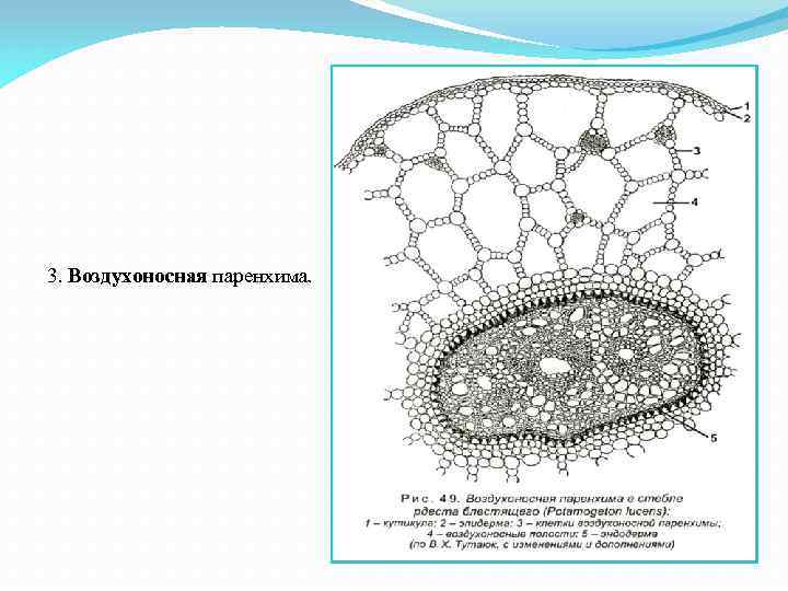 Что такое паренхима