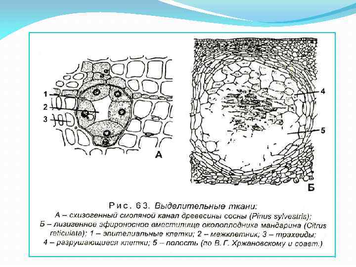 Выделительная ткань растений рисунок