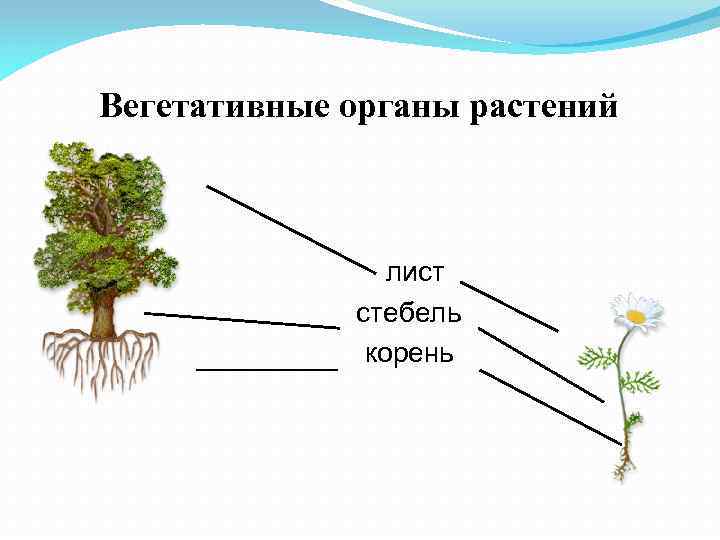 Назовите вегетативные органы. Вегетативные органы растений корень стебель лист. Вегетативные органы корень стебель лист. Строение вегетативных органов растений. Стебель вегетативный орган.