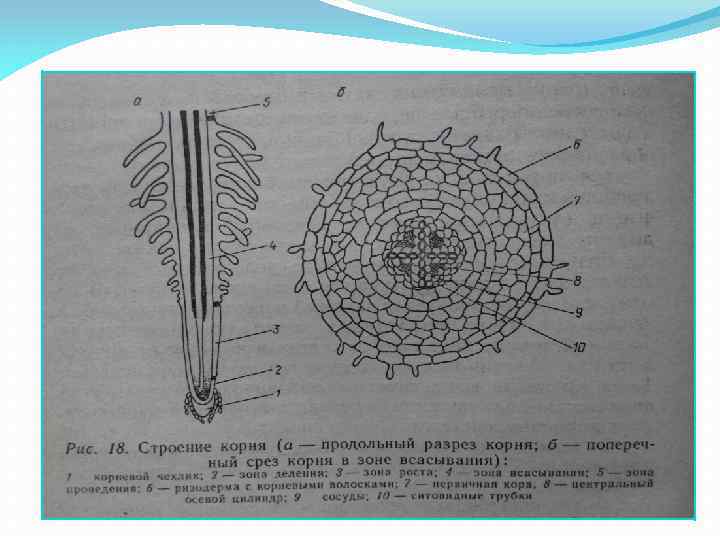 Рисунок внутреннего строения корня