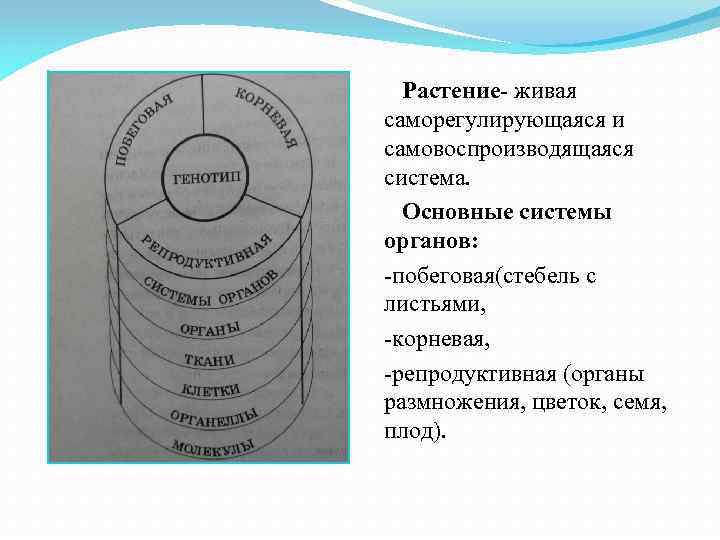  Растение- живая саморегулирующаяся и самовоспроизводящаяся система. Основные системы органов: -побеговая(стебель с листьями, -корневая,