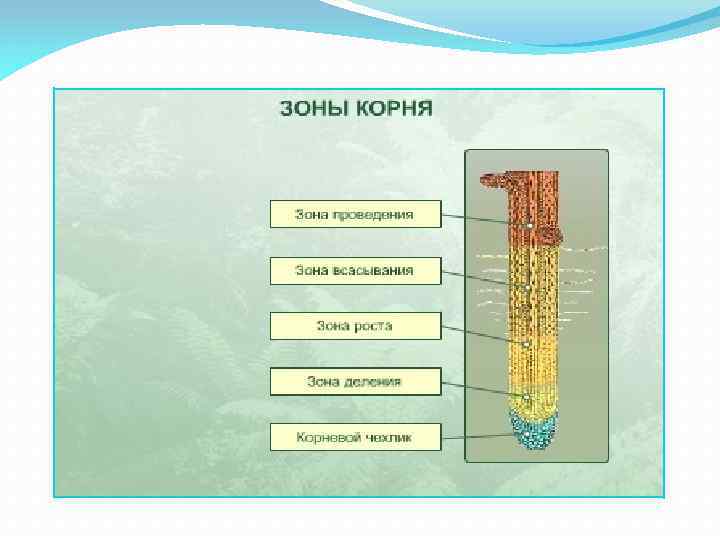 План на тему морфология