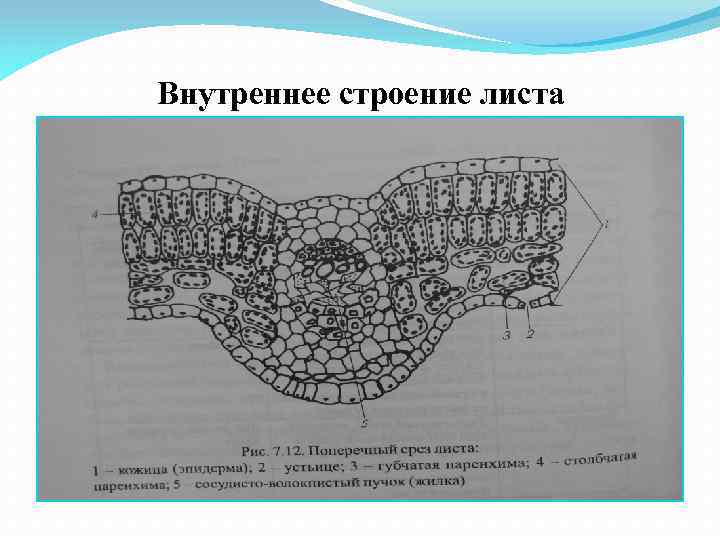 Охарактеризуйте внутреннее строение листа