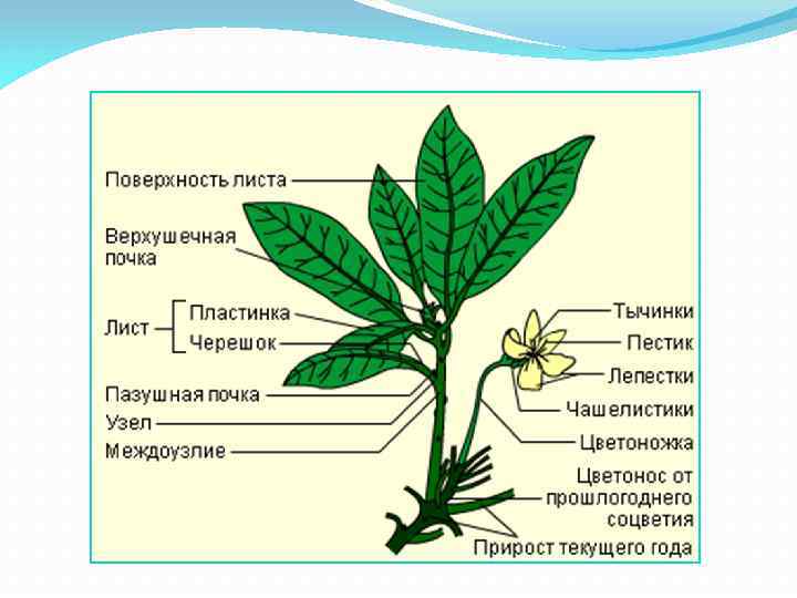 Морфология растений. Морфология растений картинки. Морфология растений 6 класс. Основные понятия морфологии растений.