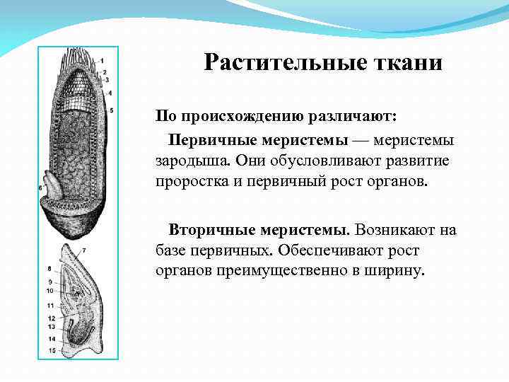 Растительные ткани По происхождению различают: Первичные меристемы — меристемы зародыша. Они обусловливают развитие проростка