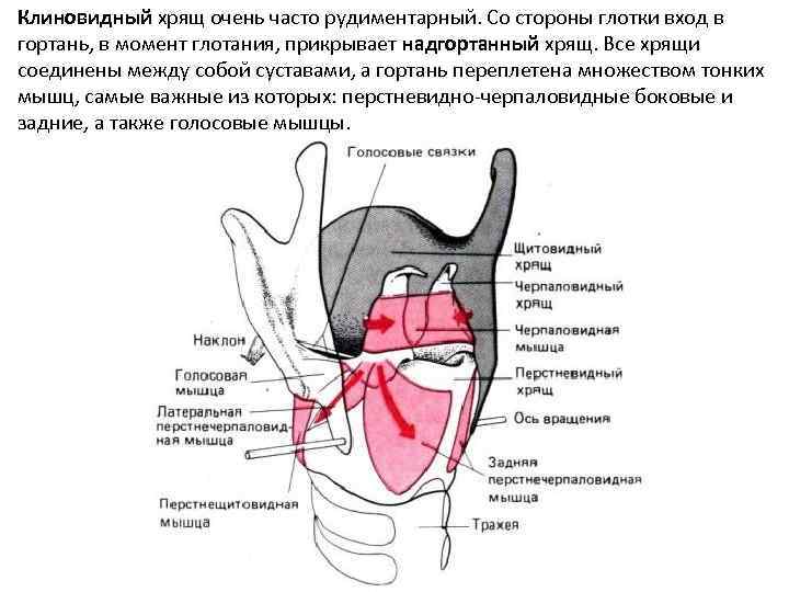 Функции надгортанного хряща в организме человека