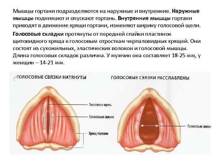 Мышцы гортани подразделяются на наружные и внутренние. Наружные мышцы поднимают и опускают гортань. Внутренние